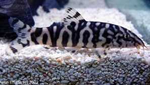 Мраморна битка: съдържание, грижи, съвместимост, снимка, описание